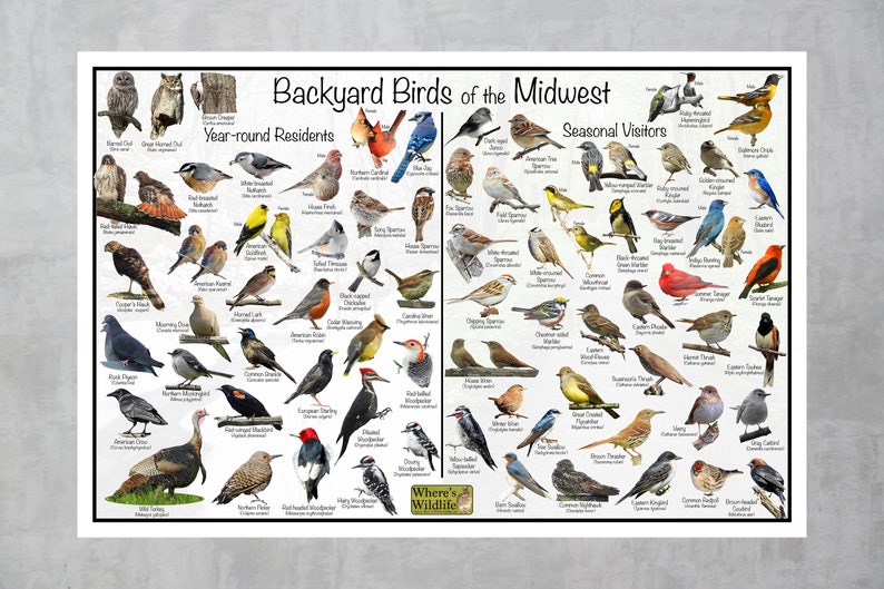 Backyard Birds of the Midwest Bird Identification Poster Divided Into ...