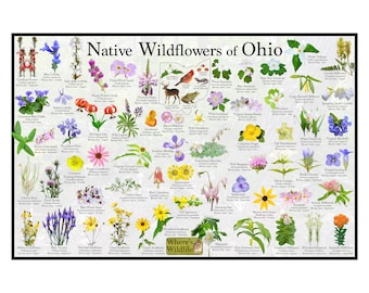 Native Wildflowers of Ohio / State Flower Field Guide Poster Providing Picture Identification / Flower ID Poster / Prairie Woodland Flowers