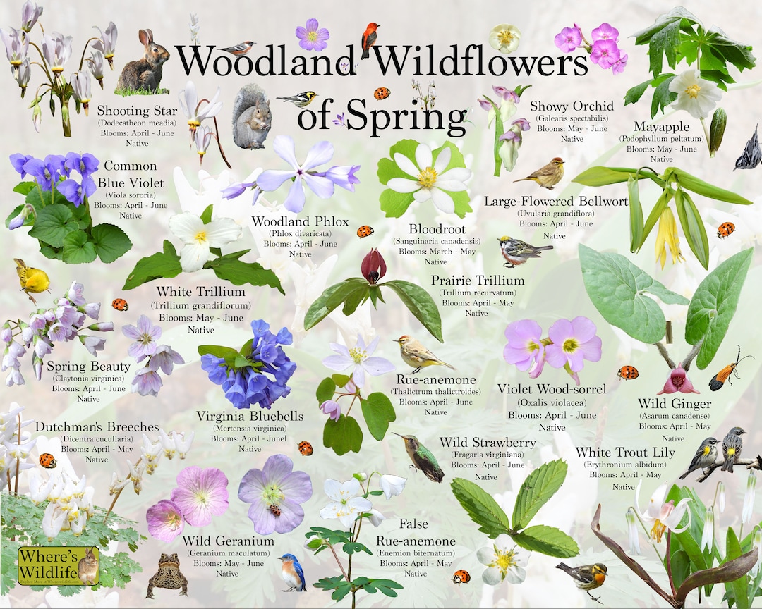 Woodland Wildflowers Of Spring Flower Identification Poster / - Etsy España