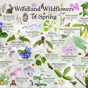 Woodland Wildflowers Of Spring Flower Identification Poster / Divertido y Educativo Plant and Flowers Nature Posters