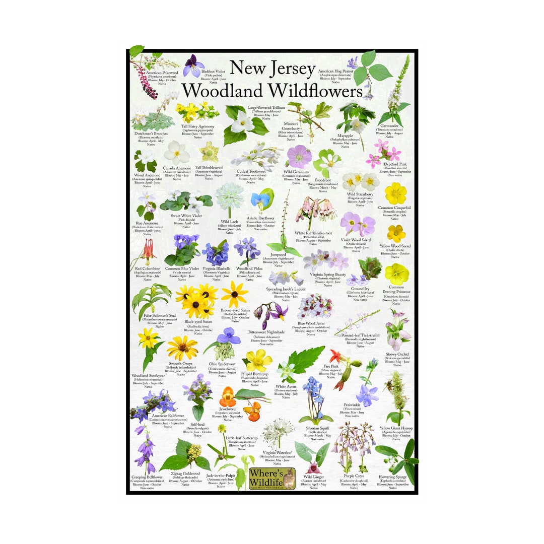 New Jersey Woodland Wildflower Poster / State Flower Identification ...