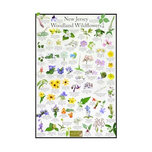 Afiche de flores silvestres de New Jersey Woodland / Afiche de naturaleza de identificación de flor estatal / Proporcionar identificación de imagen para flores comunes en los bosques