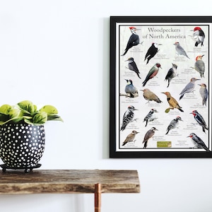 Puede incluir: Un p&oacute;ster enmarcado que presenta una gu&iacute;a ilustrada de los p&aacute;jaros carpinteros de Am&eacute;rica del Norte. El p&oacute;ster muestra una variedad de especies de p&aacute;jaros carpinteros con sus nombres y clasificaciones cient&iacute;ficas.
