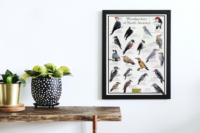 Puede incluir: Un p&oacute;ster enmarcado que presenta una gu&iacute;a ilustrada de los p&aacute;jaros carpinteros de Am&eacute;rica del Norte. El p&oacute;ster muestra una variedad de especies de p&aacute;jaros carpinteros con sus nombres y clasificaciones cient&iacute;ficas.