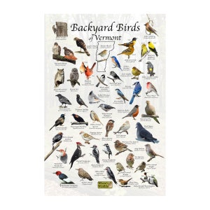 Birds of Vermont Backyard Birding Identification Picture Print/ Field Guide to Common State Birds / Birdwatching / Nature Print / Poster