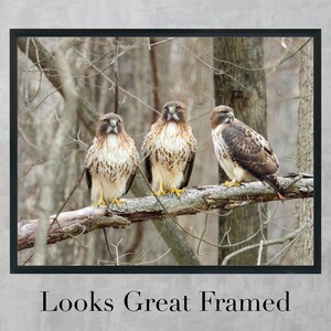 Red-tailed Hawk Perched on a Branch Nature Picture Print image 2