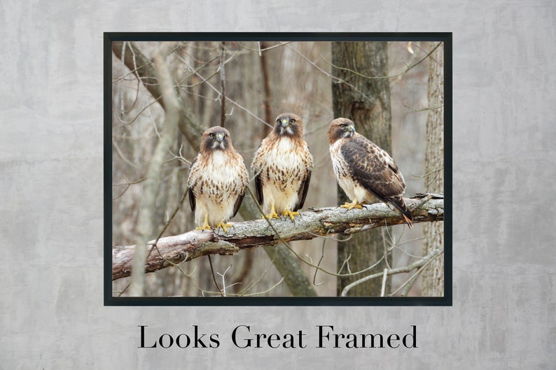 Red-tailed Hawk Perched on a Branch Nature Picture Print image 2