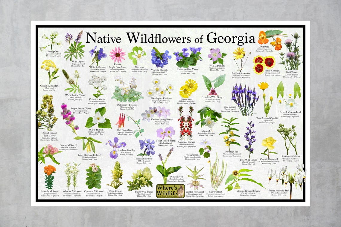 Native Wildflowers of / State Flower Field Guide Etsy