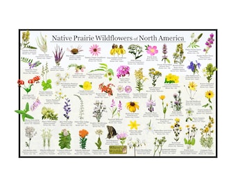 Wildflowers Identification Montana - Etsy