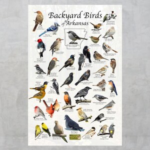 Backyard Birds of Arkansas Bird Identification Poster / Bird ID Field ...