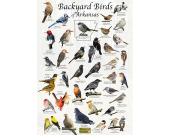 May include: A colorful poster featuring illustrations of 36 different bird species commonly found in backyards of Arkansas. The poster includes the name of each bird and its scientific name. The poster also features a map of Arkansas with the words "Backyard Birds of Arkansas".