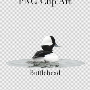 K&ouml;nnte beinhalten: Ein schwarz-wei&szlig;es Bufflehead-Entenm&auml;nnchen schwimmt in einem Gew&auml;sser. Die Ente hat einen wei&szlig;en Kopf und einen schwarzen K&ouml;rper. Der Text "Bufflehead" befindet sich unter der Ente.