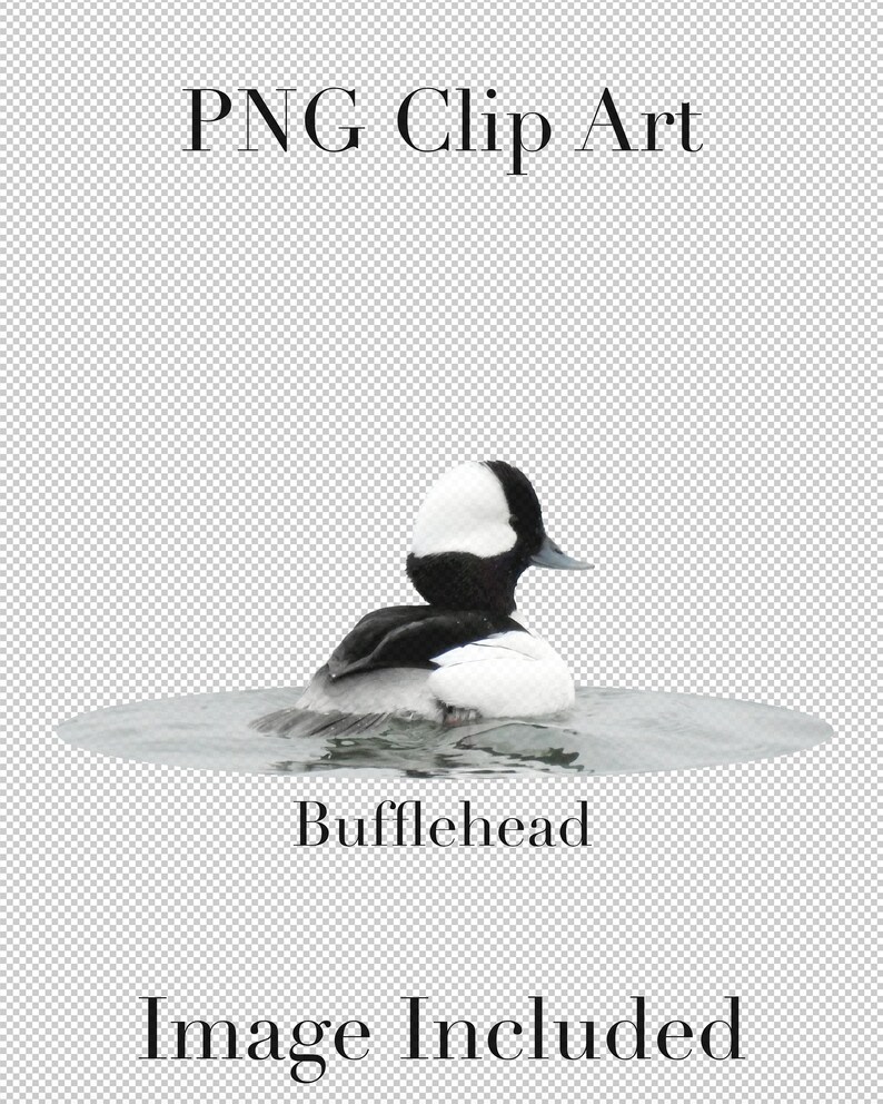 K&ouml;nnte beinhalten: Ein schwarz-wei&szlig;es Bufflehead-Entenm&auml;nnchen schwimmt in einem Gew&auml;sser. Die Ente hat einen wei&szlig;en Kopf und einen schwarzen K&ouml;rper. Der Text "Bufflehead" befindet sich unter der Ente.