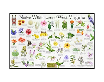 Flores silvestres nativas de Virginia Occidental / Póster de la guía de campo de flores del estado que proporciona identificación con fotografía, nombre y tiempo de floración / identificación de la flor