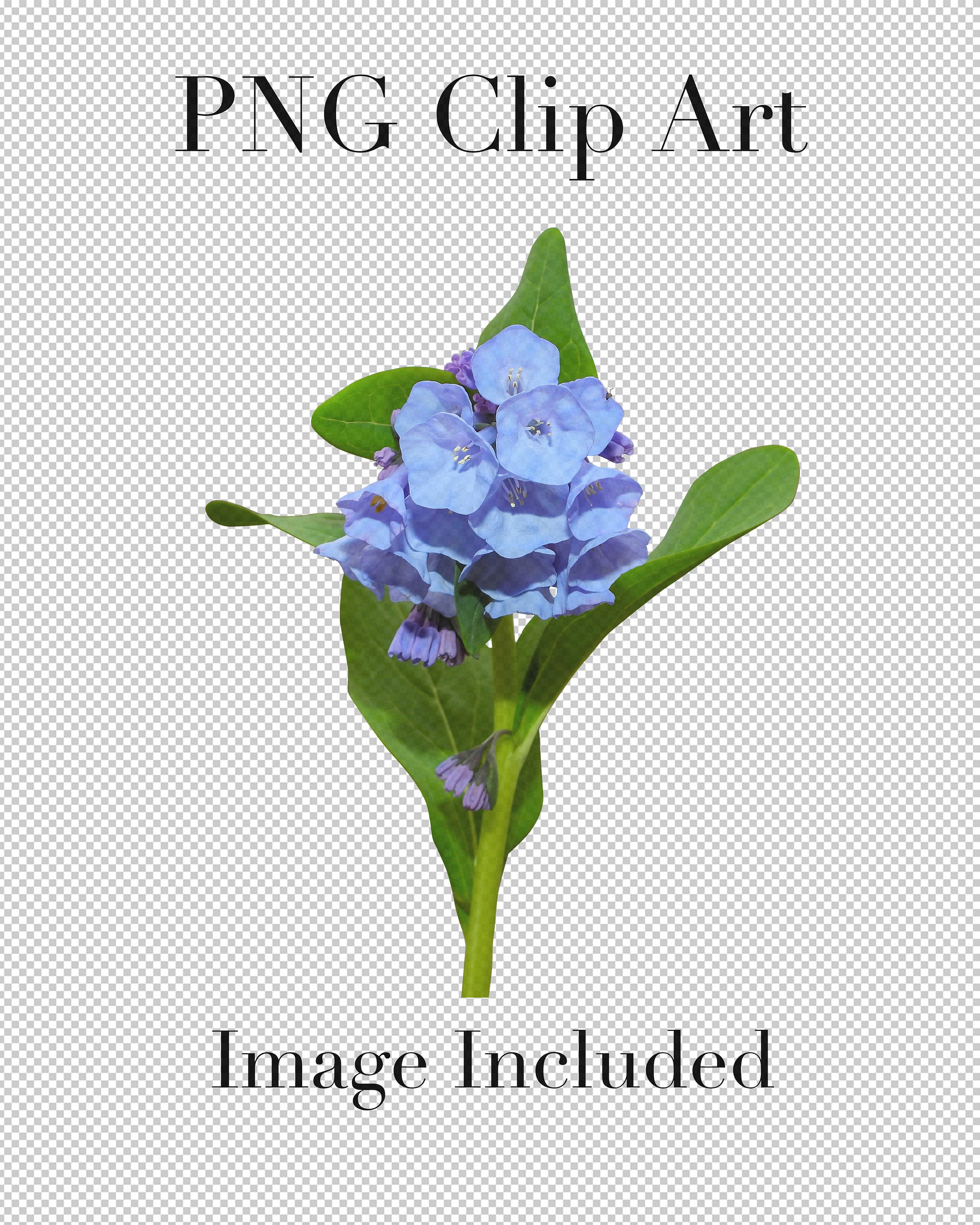 バージニアブルーベル（Mertensia virginica）野生の花PNGクリップ