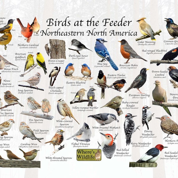 Self Print Field Guide for Backyard Birds / Print it, Frame it, and Hang it / Fits Standard 8x10 Frame / Bird Watching / Digital Download