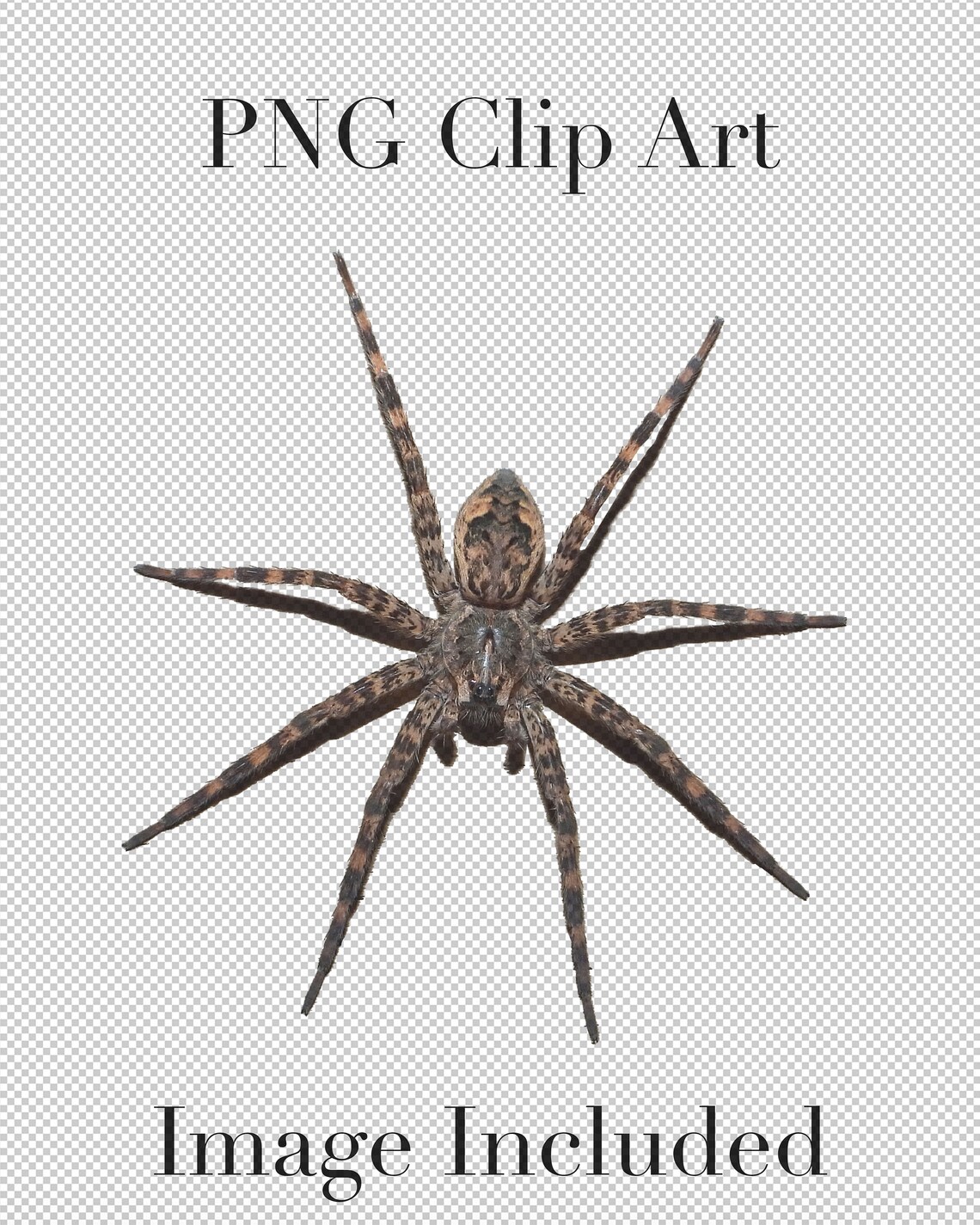 Creepy Crawly Spiders Clip Art set of 5 PNG Clipart With - Etsy
