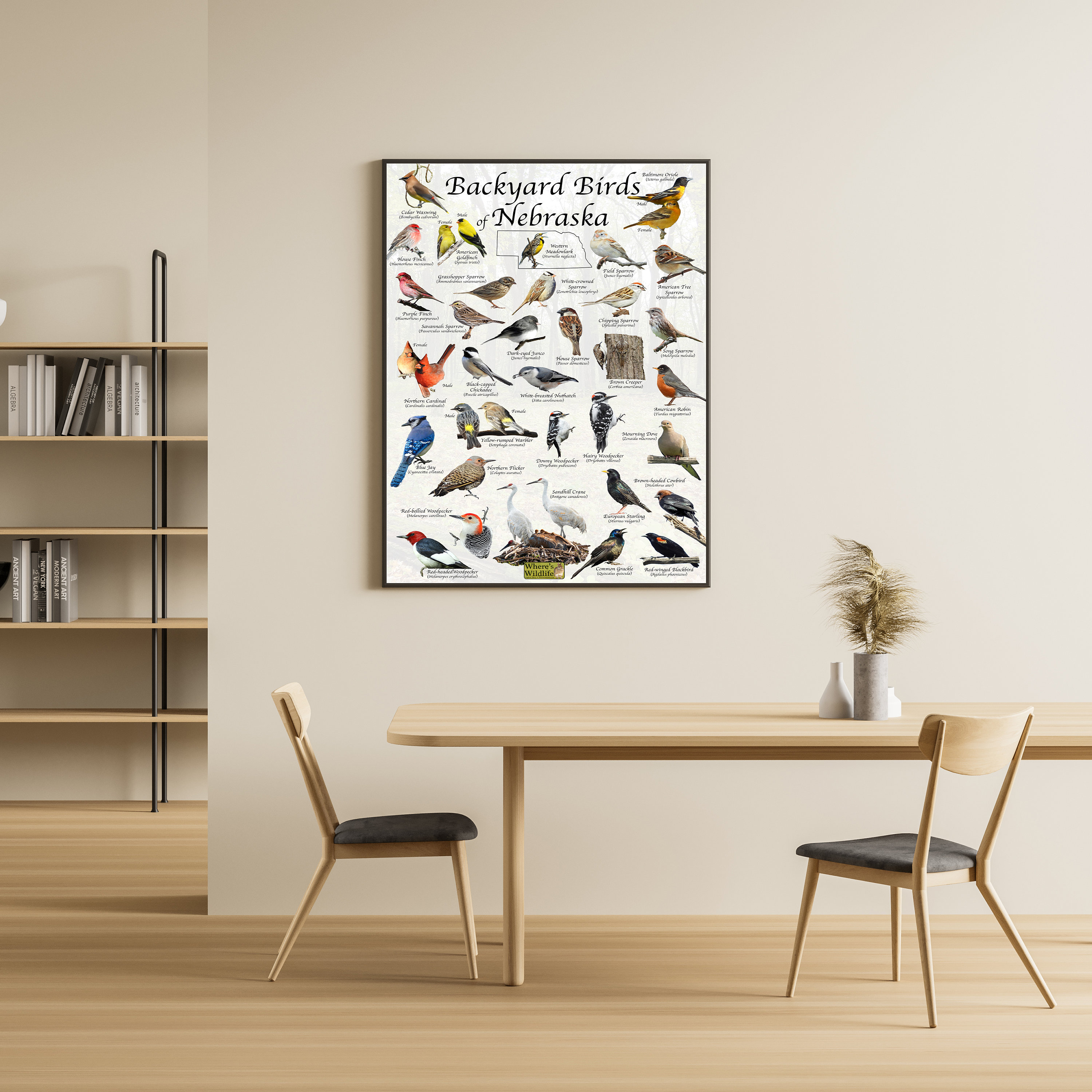 Backyard Birds of Nebraska Bird Identification Poster / Bird Field ...