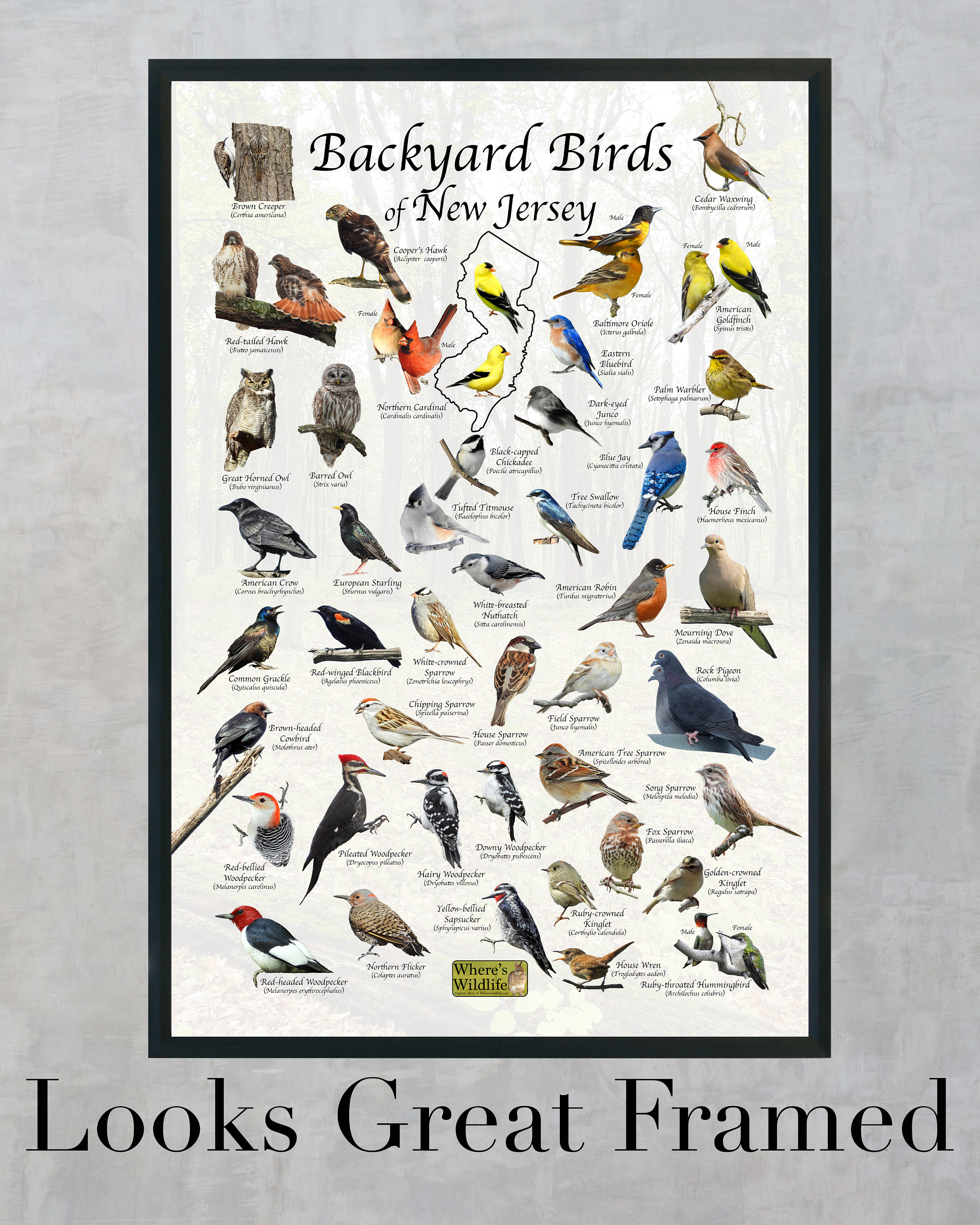 Birds of New Jersey Backyard Bird Identification Poster / Field Guide ...
