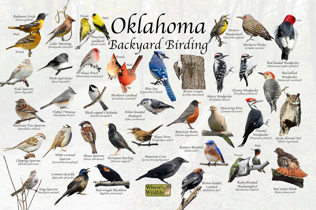 Birds of Oklahoma Backyard Birding Identification Picture Print / Great