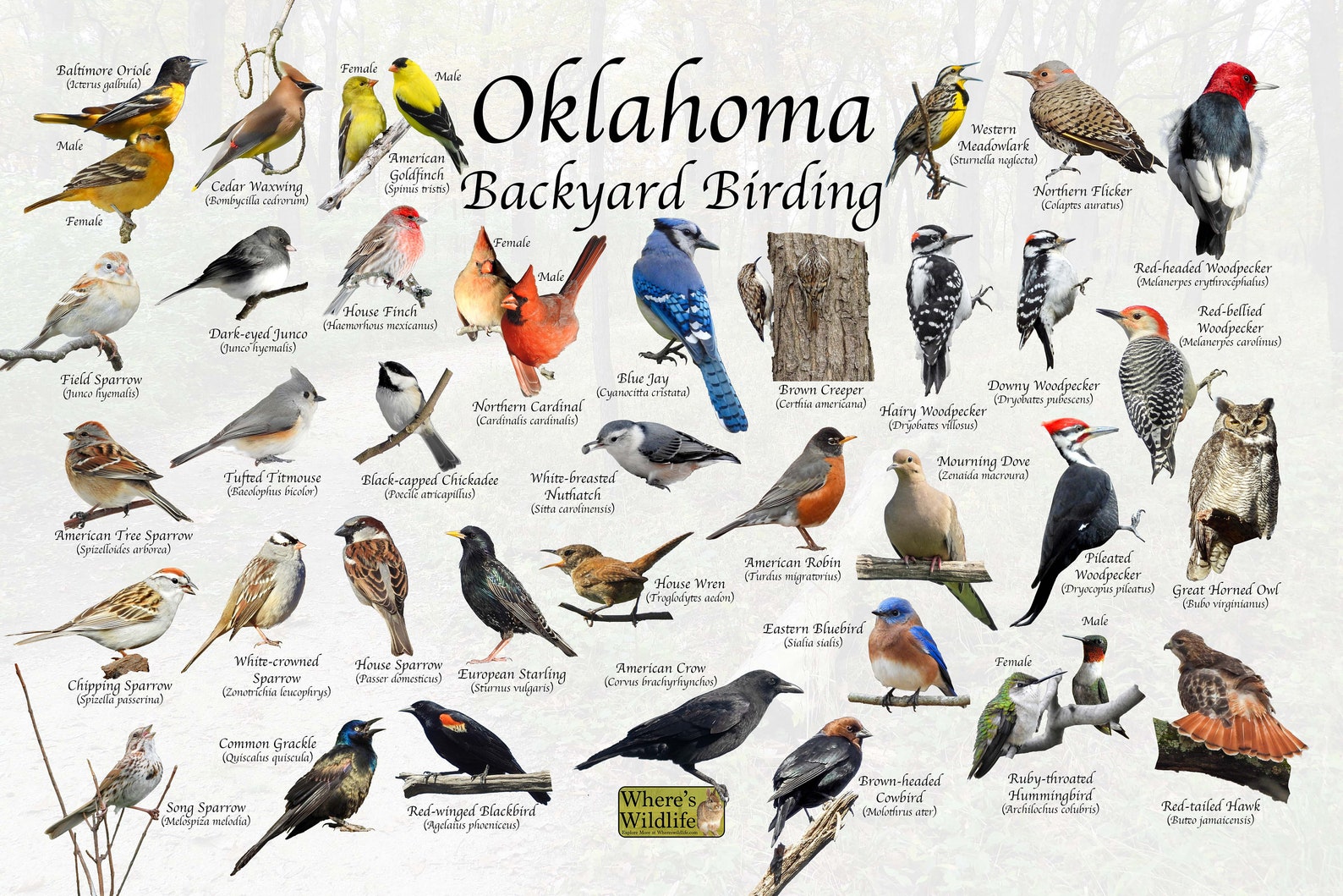Birds of Oklahoma Backyard Birding Identification Picture Etsy