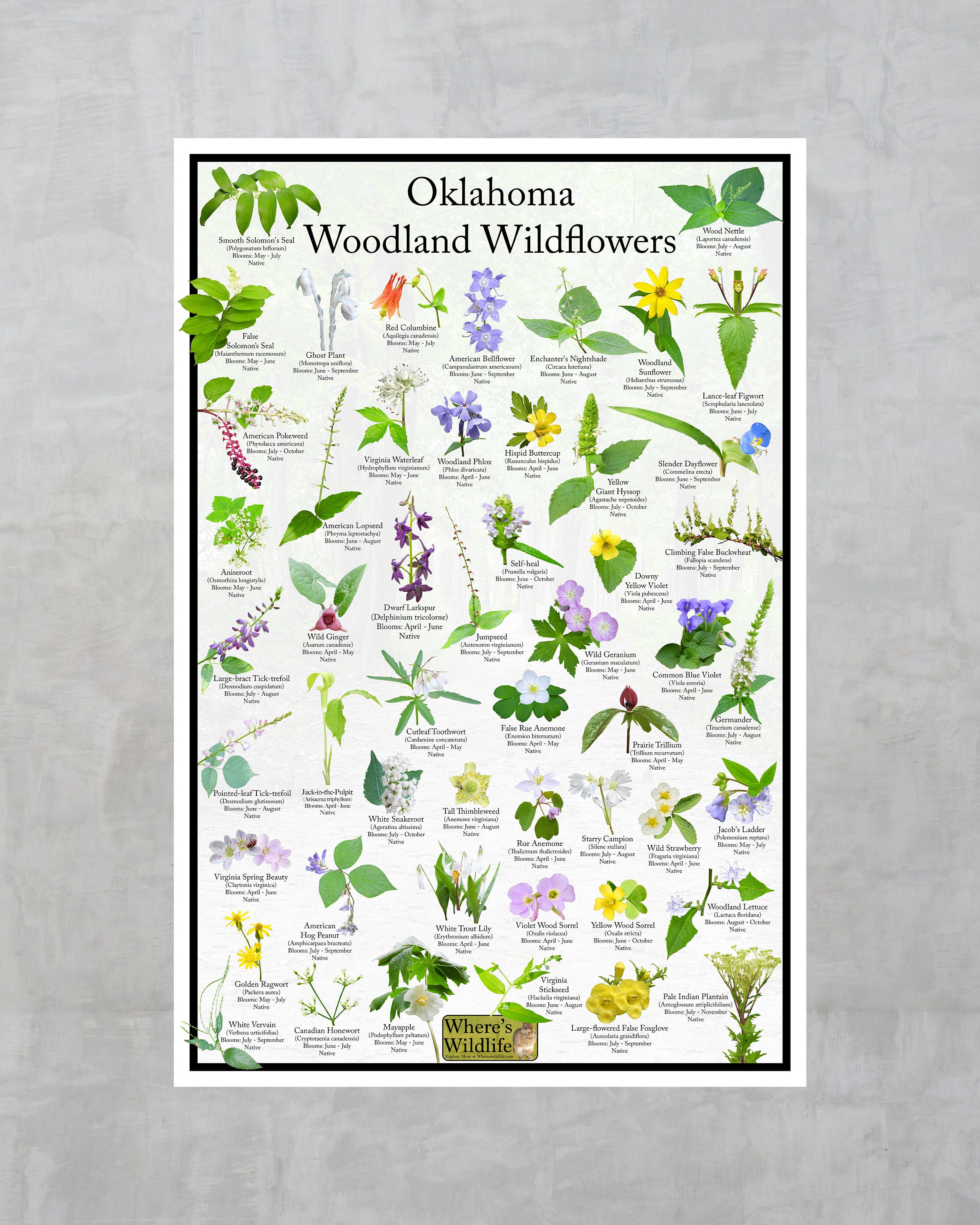 Oklahoma Woodland Wildflower Poster / Native Flower Identification