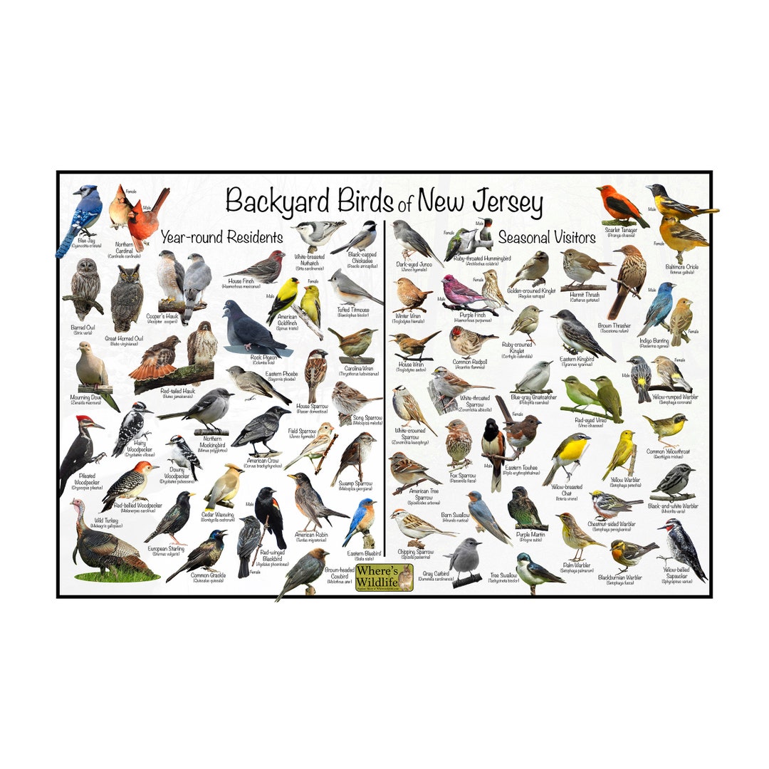 Backyard Birds of New Jersey Bird Identification Poster Divided Into