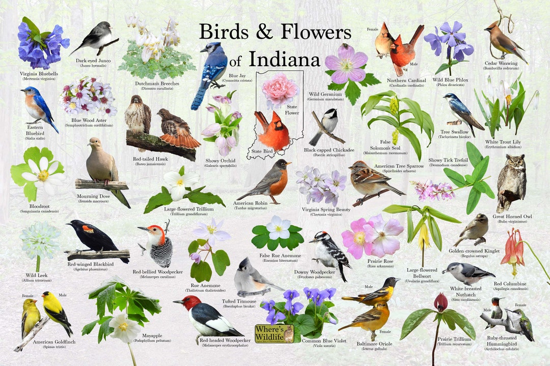 Buy Birds and Flowers of Indiana State Flower Bird Guide Providing  Picture Identification Native Wildflowers and Birds of North America  Online