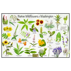 Flores silvestres nativas de Washington/Cartel de guía de campo de flores del estado que proporciona identificación de imagen, nombre y tiempo de floración/cartel de identificación de flores