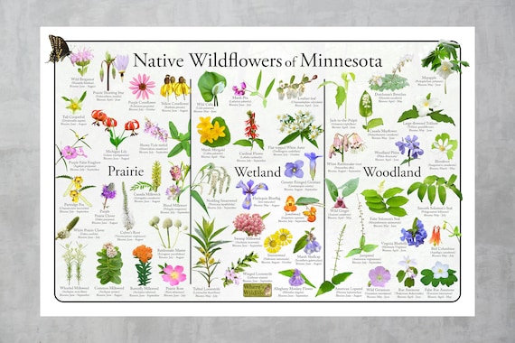 Native Wildflowers of Minnesota Flower Identification Poster Divided Into  Prairie, Wetland, and Woodland Flowers / Picture ID and Bloom Time - Etsy