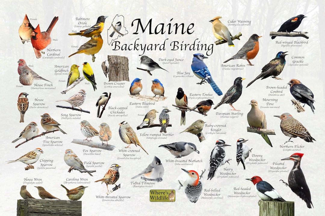 Birds of Maine Backyard Birding Identification Picture Print / Great
