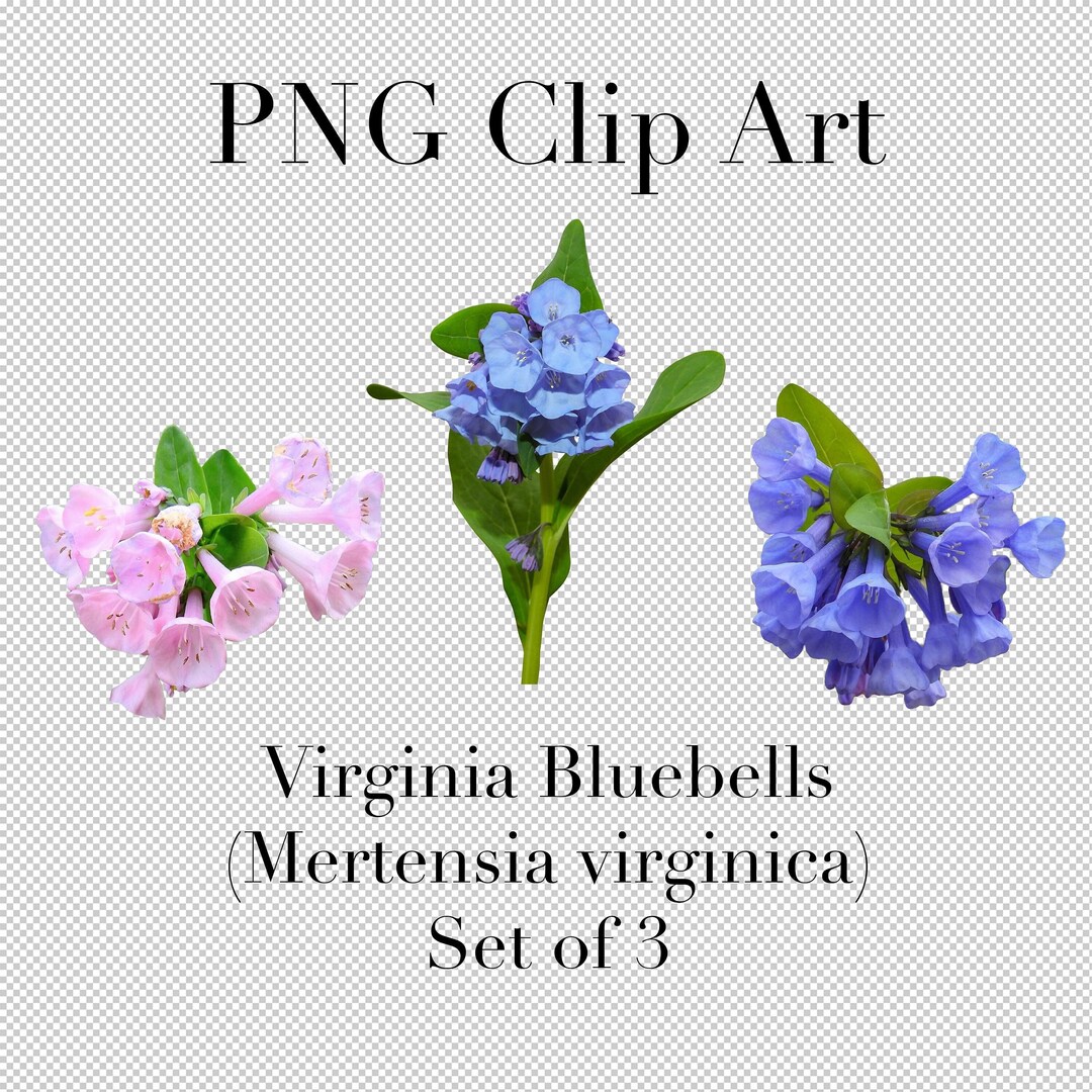 バージニアブルーベル（Mertensia virginica）野生の花PNGクリップ
