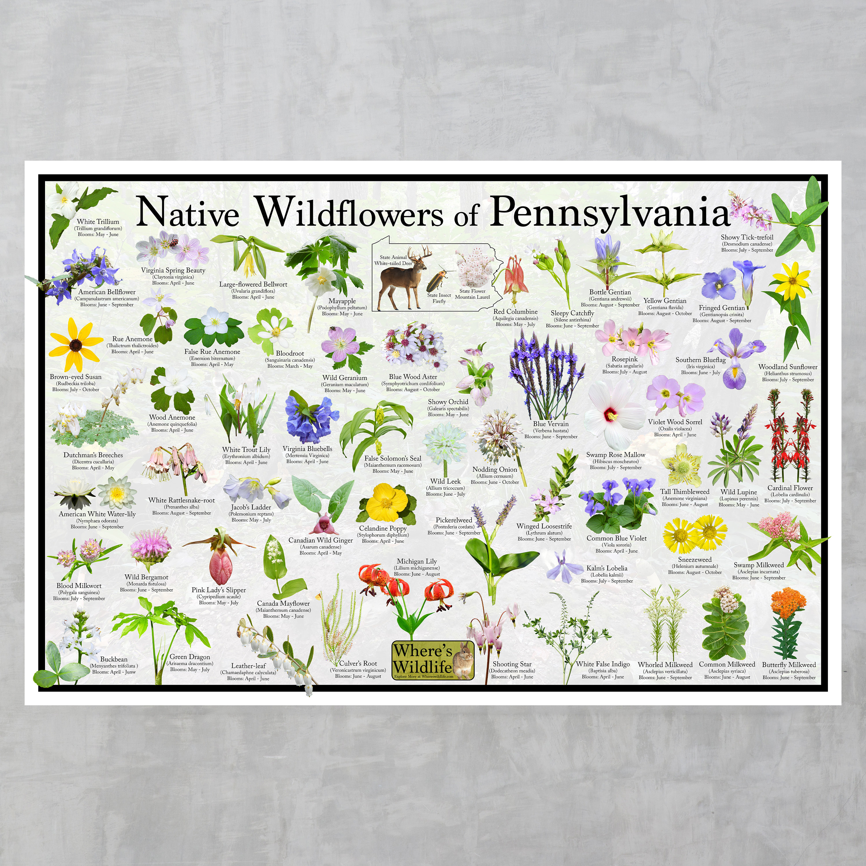 Native Wildflowers of Pennsylvania / State Flower Field Guide Providing ...
