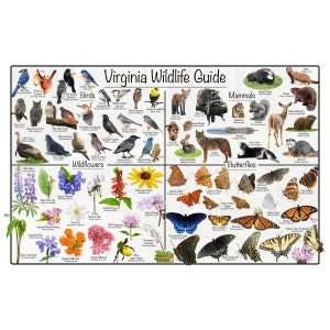 Guía de vida silvestre de Virginia: aves, mamíferos, flores silvestres y mariposas del estado de identificación: póster divertido y educativo sobre la naturaleza