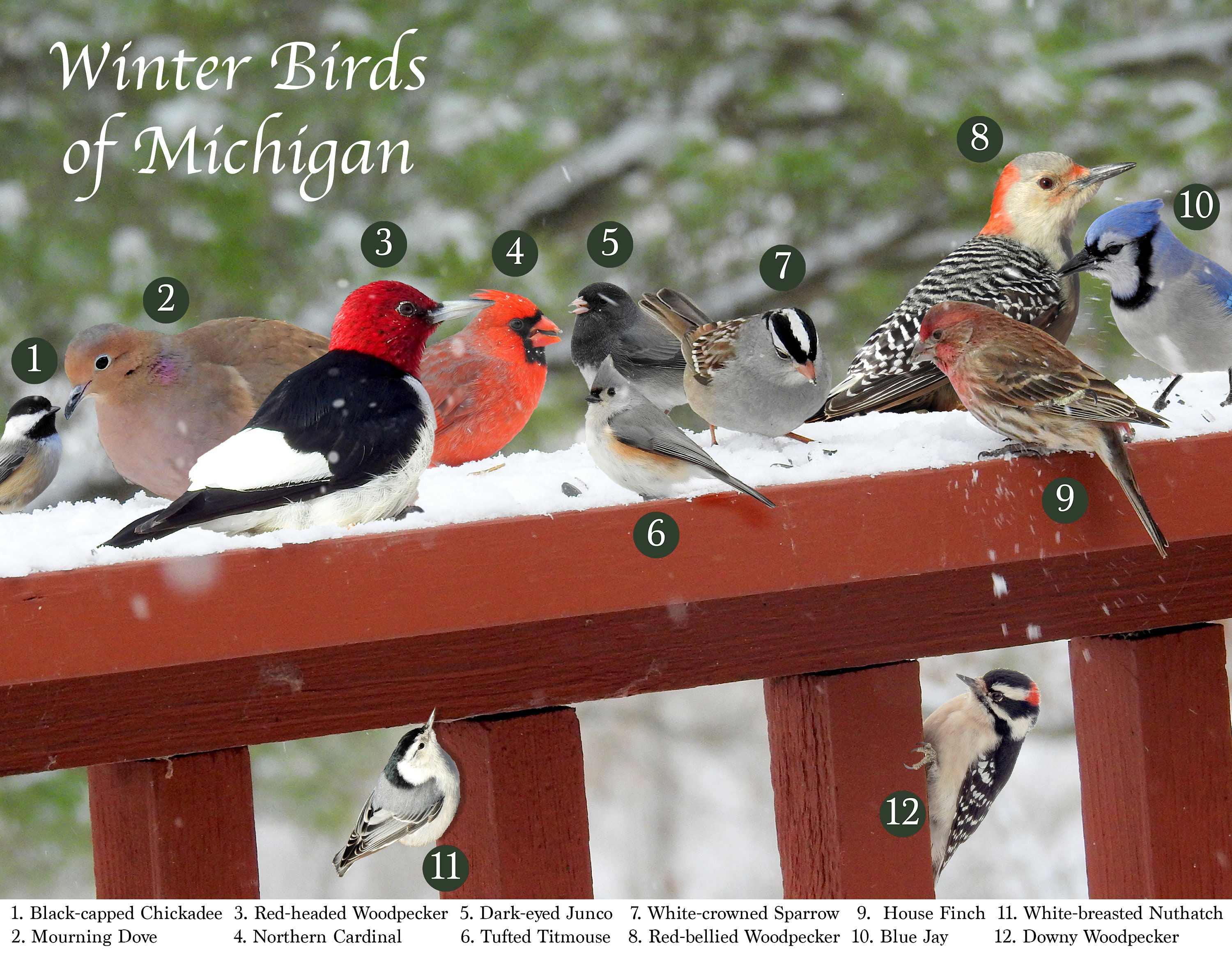 Winter Birds of Michigan Bird Identification Digital Instant Etsy