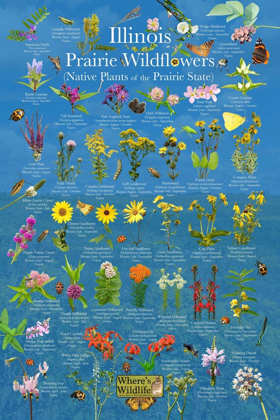 Native Prairie Wildflowers of Illinois the Prairie State Etsy