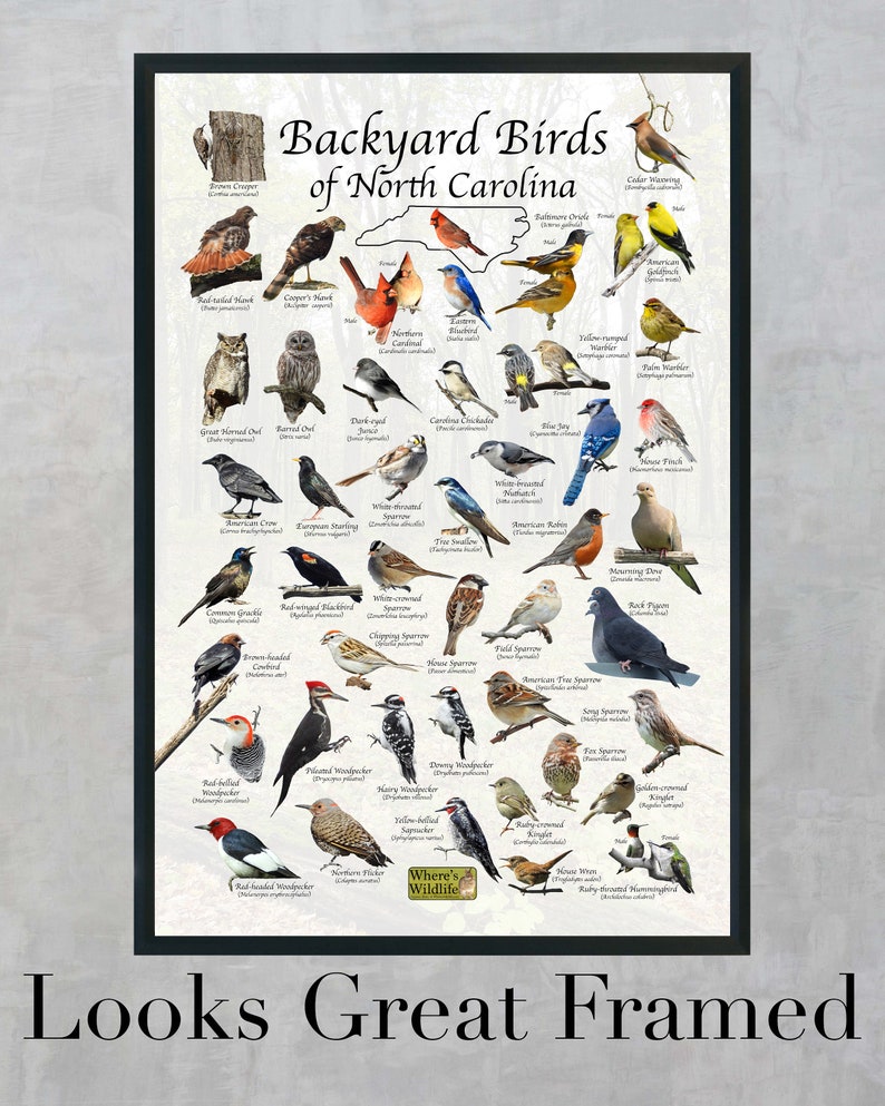 Birds of North Carolina Backyard Birding Identification Picture Print/ Field Guide to Common State Birds ID / Birdwatching / Nature Poster image 2