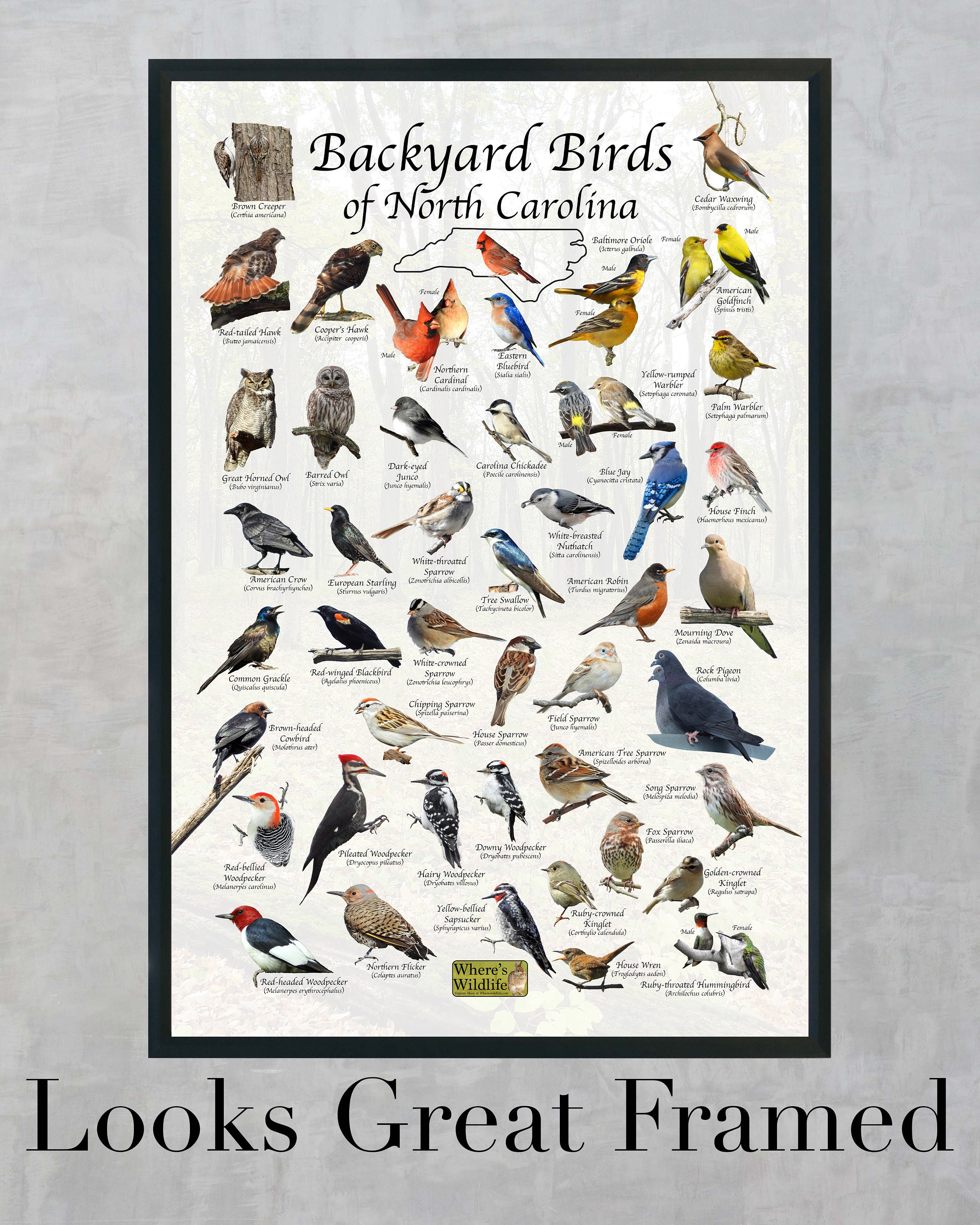 Birds of North Carolina Backyard Birding Identification Picture Print