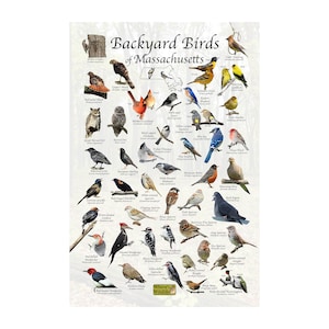 May include: A colorful illustrated guide to backyard birds of Massachusetts. The poster features 36 different bird species, including the Northern Cardinal, Blue Jay, American Robin, and Downy Woodpecker. Each bird is depicted with its scientific name and a brief description.