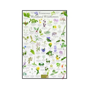 Tennessee Woodland Wildflower Field Guide Poster / Flower Identification Print / Provides Picture ID and Bloom Time for Forest Flowers