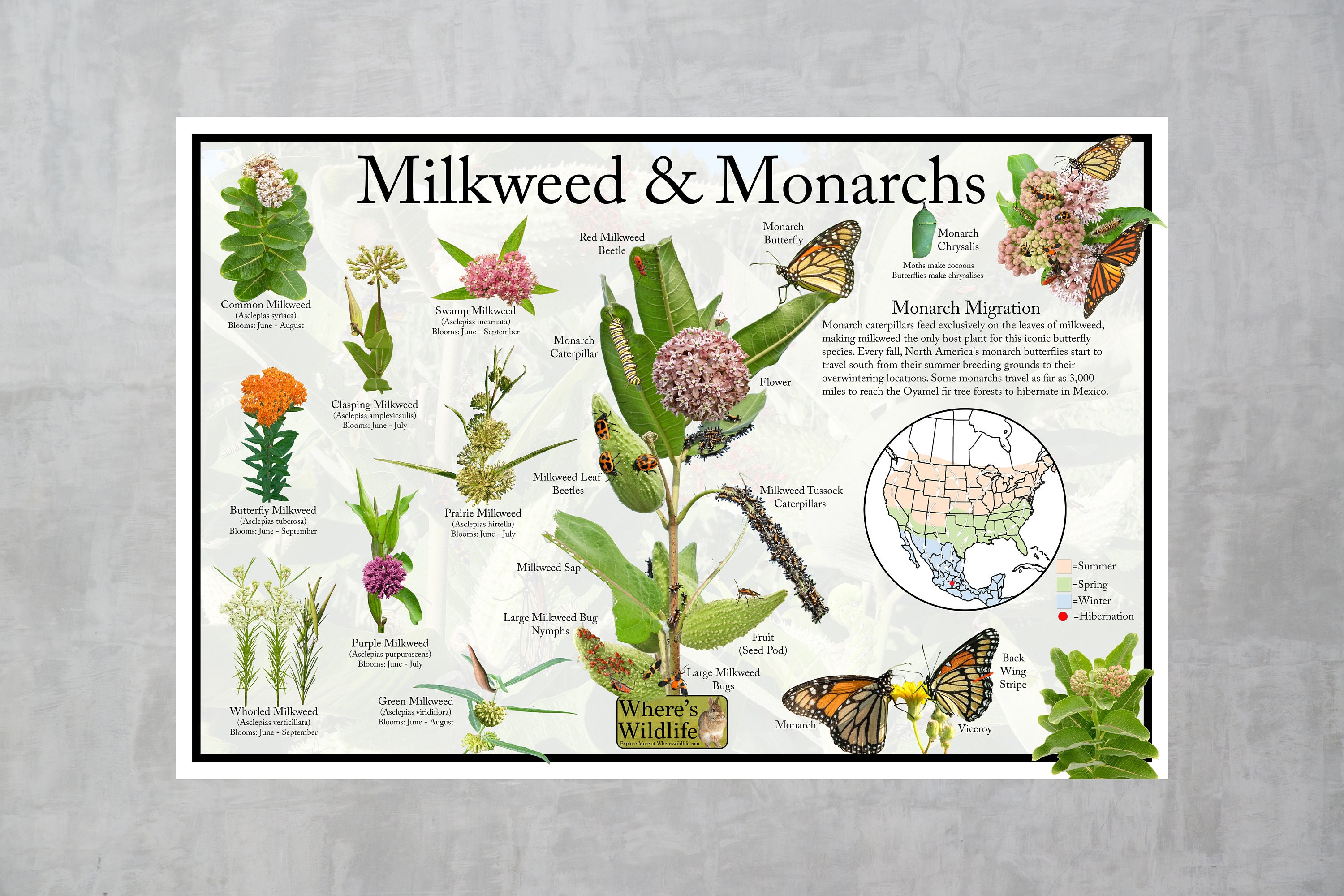 Milkweed & Monarch Butterfly Educational Nature Poster / - Etsy 日本