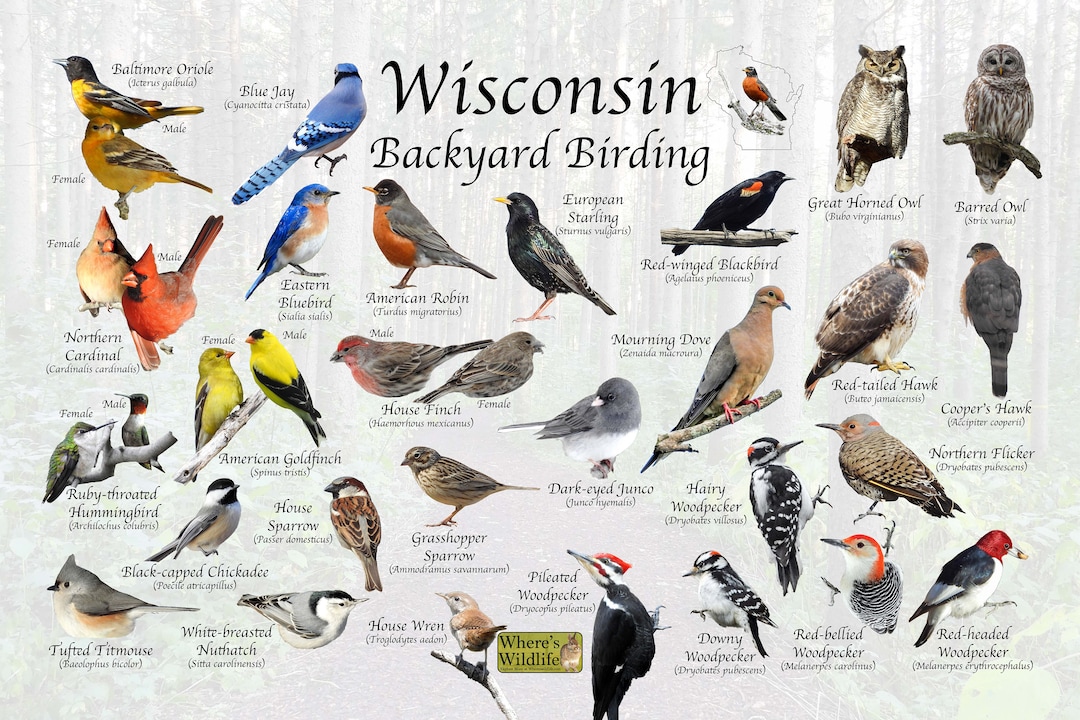 Birds of Wisconsin Backyard Birding Identification Picture Print / Great Field Guide to Common 