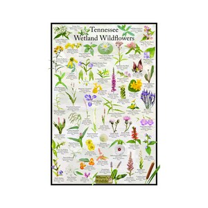 Póster de identificación de flores de flores silvestres de humedales de Tennessee/proporciona identificación con imagen, nombre, tiempo de floración y estado nativo/pósteres educativos