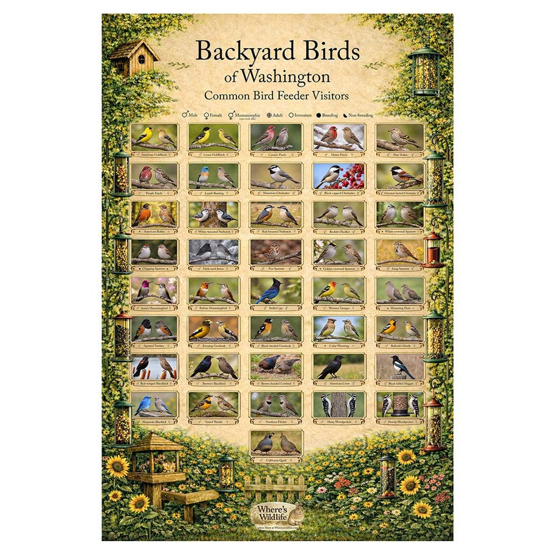 Washington Backyard Birds Poster | Common Feeder Bird Identification ...
