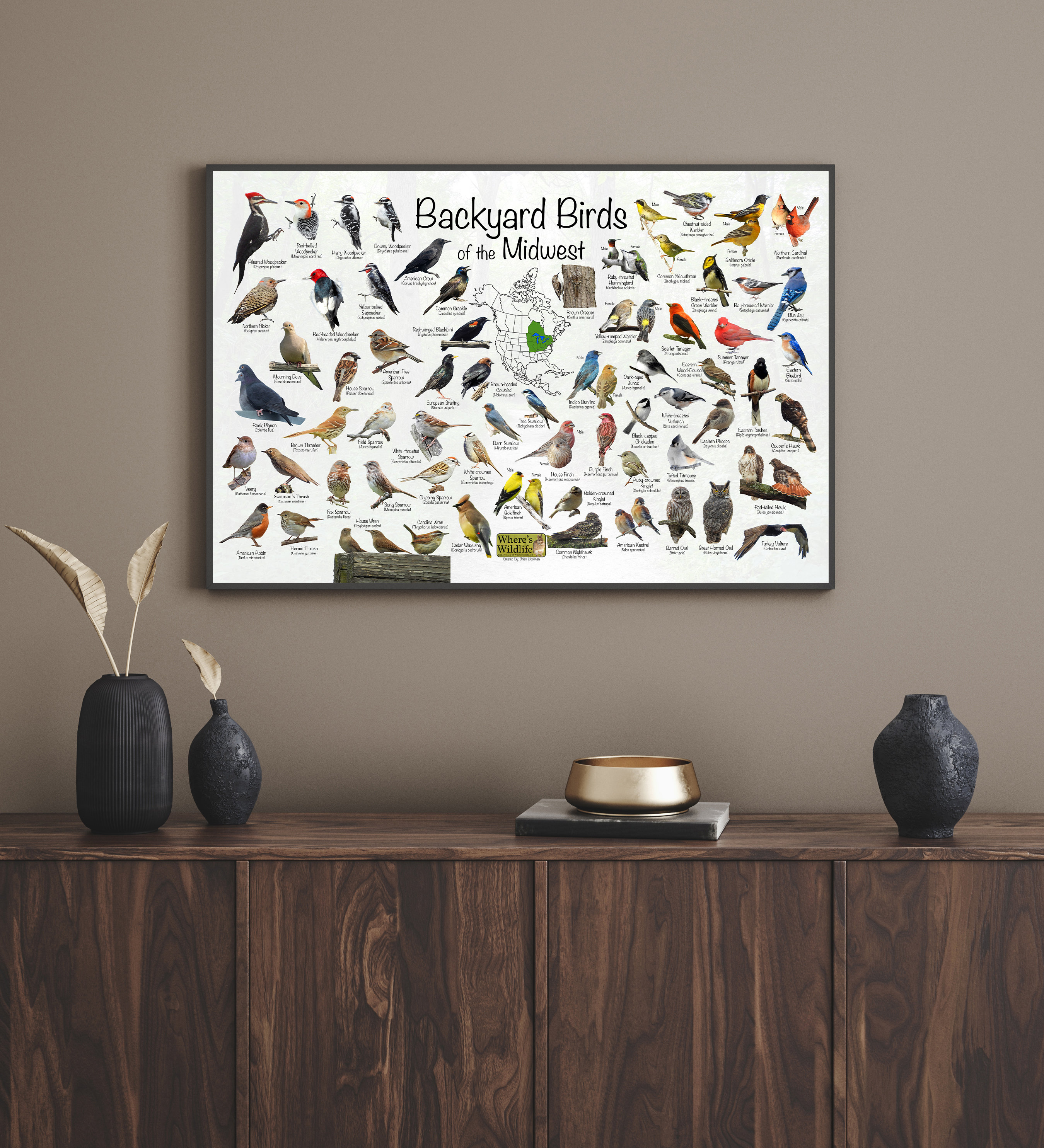 Backyard Birds of the Midwest / North America Bird Identification ...