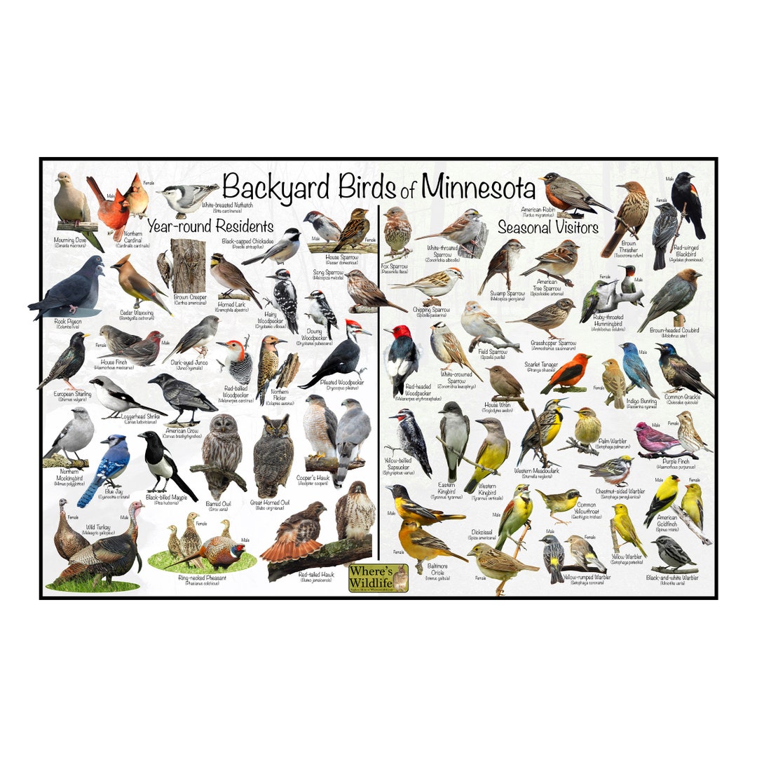 Backyard Birds of Minnesota Bird Identification Poster Divided Into ...