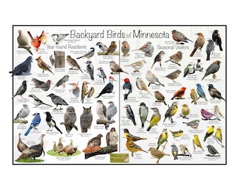 Backyard Birds of Minnesota Bird Identification Poster Divided into Year-round Residents and Seasonal Visitors / Birdwatching Nature Poster