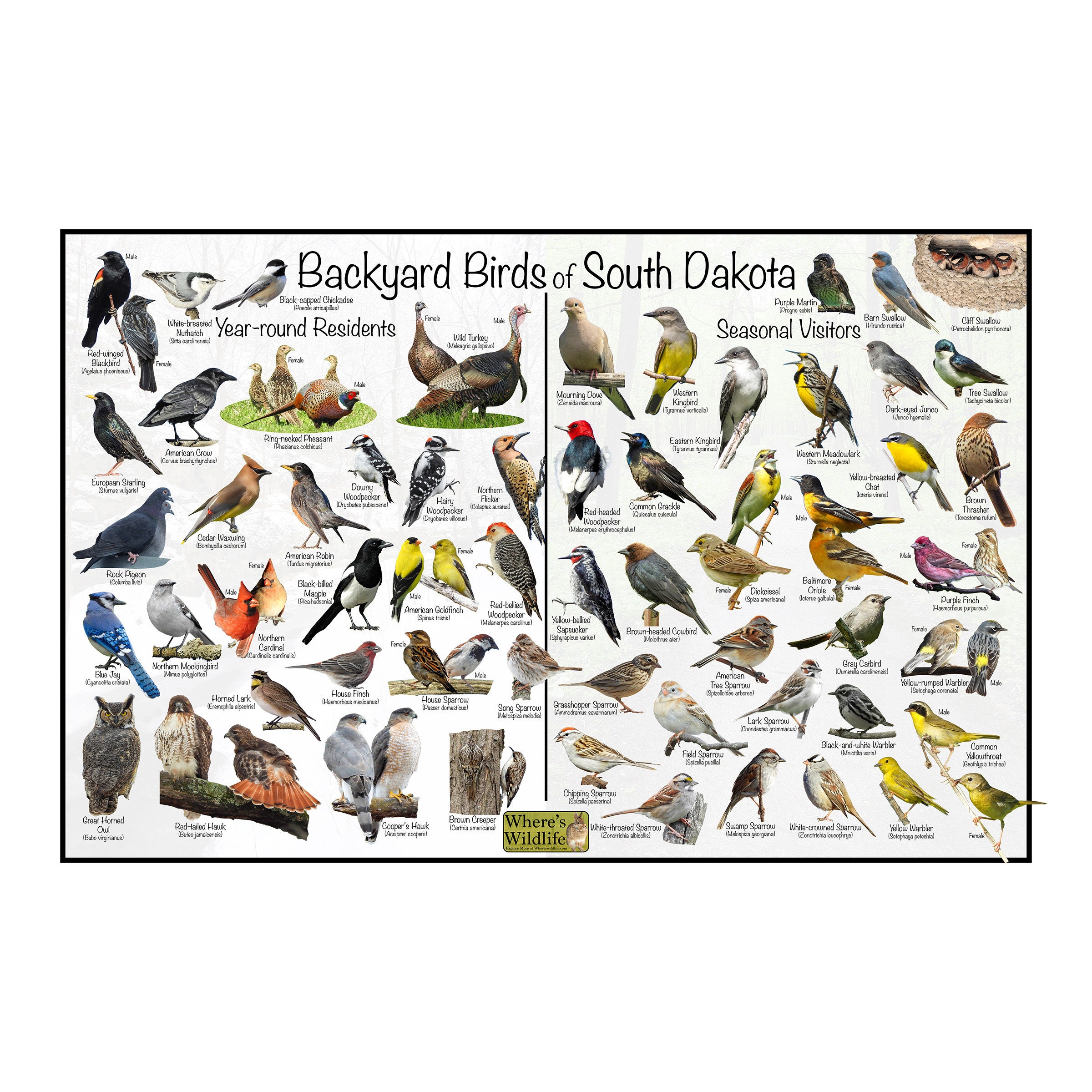 Backyard Birds of South Dakota Bird Identification Poster Divided
