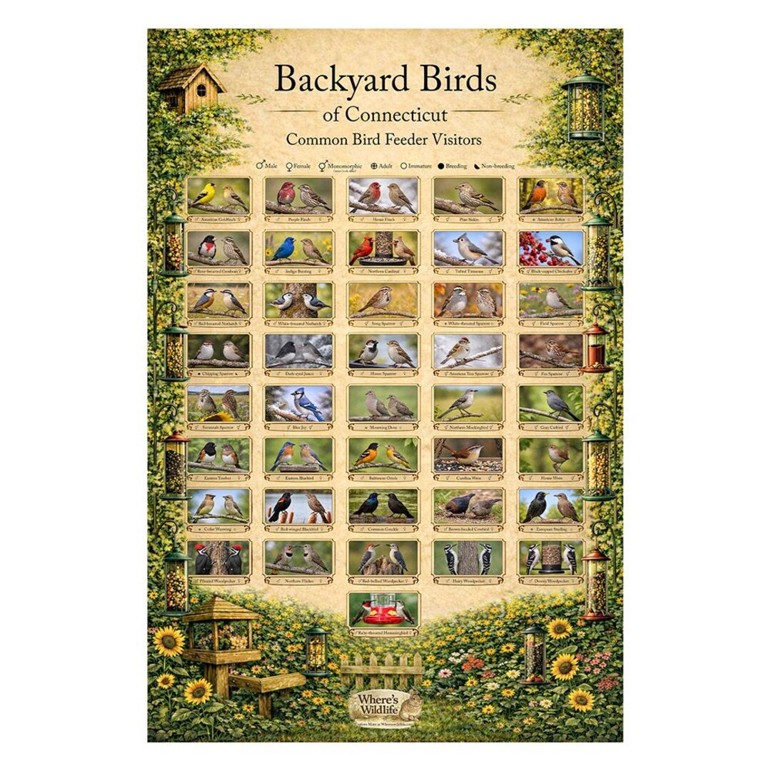 Connecticut Backyard Birds Poster | Common Feeder Bird Identification ...