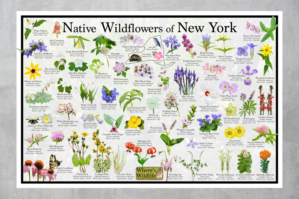 Native Wildflowers of New York / State Flower Field Guide Etsy